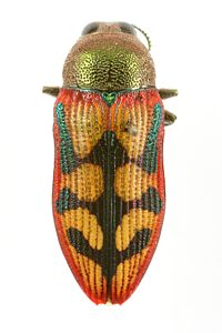 Castiarina triramosa, DAY69, KI, 11.1 × 4.4 mm